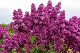 From Planting to Blooming: After How Many Years Does Lilac Flower?